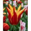 Tulipan Aladdin - opak. 5 szt.