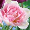 Tulipan Angelique - opak. 5 szt.