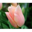 Tulipan Apricot Beauty - opak. 5 szt.