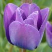 Tulipan Blue Aimable - opak. 5 szt.