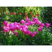 Tulipan Don Quichotte - opak. 5 szt.
