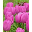 Tulipan Don Quichotte - opak. 5 szt.
