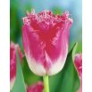 Tulipan Fancy Frills - opak. 5 szt.