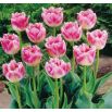 Tulipan Fancy Frills - opak. 5 szt.