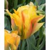 Tulipan Golden Artist - opak. 5 szt.