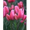 Tulipan Happy Family - opak. 5 szt.