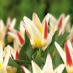 Tulipan Johann Strauss - opak. 5 szt.