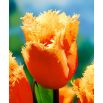 Tulipan Lambada - opak. 5 szt.