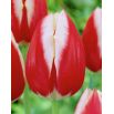 Tulipan Leen van der Mark - opak. 5 szt.