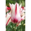 Tulipan Marilyn - opak. 5 szt.