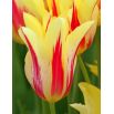 Tulipan Mona Lisa - opak. 5 szt.