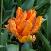 Tulipan Orange Favourite - opak. 5 szt.