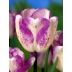 Tulipan Shirley - opak. 5 szt.
