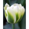Tulipan Spring Green - opak. 5 szt.