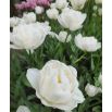 Tulipan Mount Tacoma - opak. 5 szt.