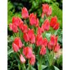 Tulipan Toronto - opak. 5 szt.
