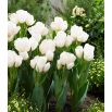 Tulipan Weisse Berliner - opak. 5 szt.