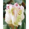 Tulipan Webers Parrot  opak. 5 szt.