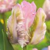Tulipan Webers Parrot  opak. 5 szt.