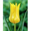 Tulipan West Point - opak. 5 szt.