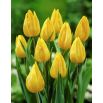 Tulipan Yokohama - opak. 5 szt.