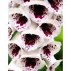 Naparstnica purpurowa Pam's Choice