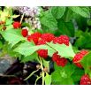 Komosa rózgowa - Strawberry Sticks