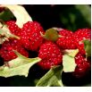Komosa rózgowa - Strawberry Sticks