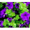 Petunia wielkokwiatowa - niebieska