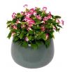 Torenia