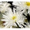 Złocień Crazy Daisy - o kwiatach półpełnych