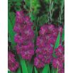 Mieczyk Violetta - 5 szt.