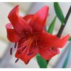 Lilia azjatycka czerwona - Red