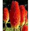 Kniphofia czerwono-żółta - Płonąca Pochodnia - 1 szt.