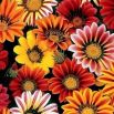 Gazania wielkokwiatowa Chansonette