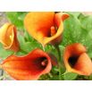 Calla pomarańczowa - Orange