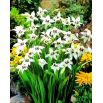 Acidanthera  Murielae - 20 szt.