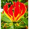 Glorioza  - Gloriosa