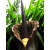 Sauromatum - cebula XXL