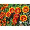 Gazania błyszcząca Sunshine