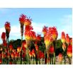Kniphofia czerwono-żółta - Płonąca Pochodnia - 1 szt.