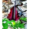 Smocza lilia - Dracunculus vulgaris
