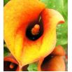 Calla pomarańczowa - Orange