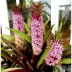 Lilia ananasowa - Eucomis Van der Merwey - Nowość