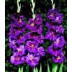 Mieczyk Violetta - 5 szt.