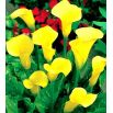Calla Cream