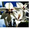 Acidanthera  Murielae - 20 szt.