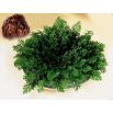 Róża jerychońska - Rose of Jericho