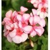 Pelargonia bluszczolistna - Speedy mixed - zwisająca
