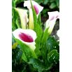 Calla fioletowo-biała - Picasso